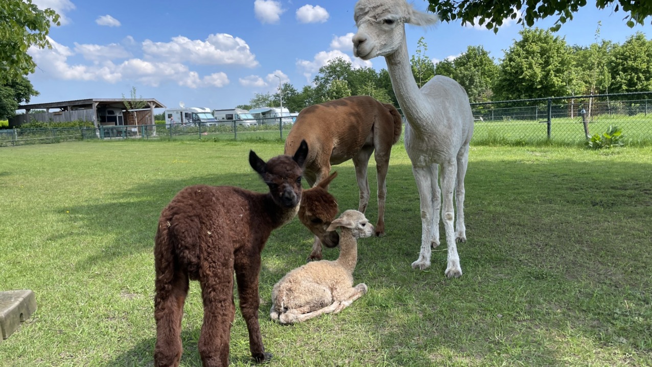 Ezels en Alpaca’s